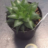 Haworthia Cymbiformis obesa