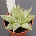Haworthia retusa cv. grey ghost