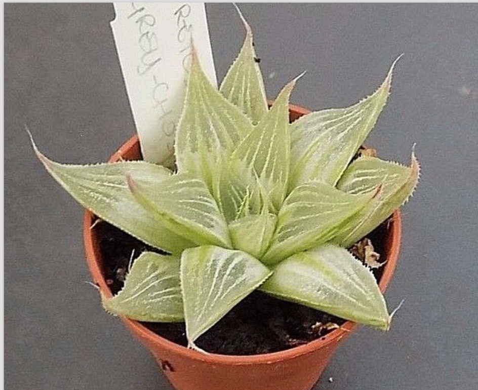 Haworthia retusa cv. grey ghost