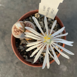 lithops karasmontana Lateritia