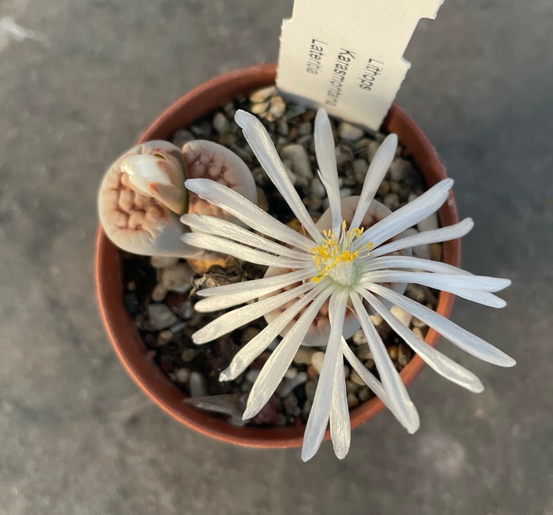 lithops karasmontana Lateritia