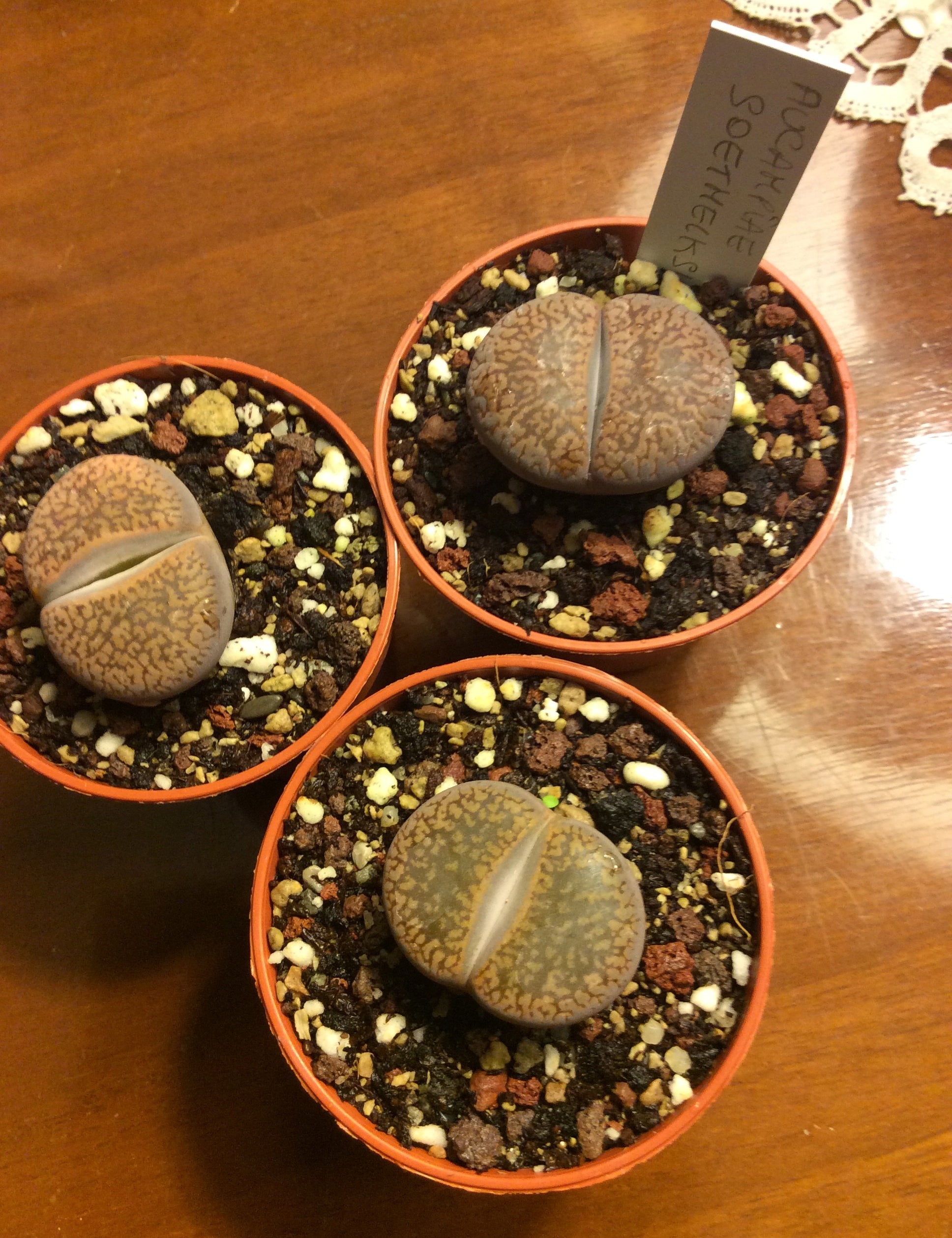 Lithops aucampiae soetmelksulei