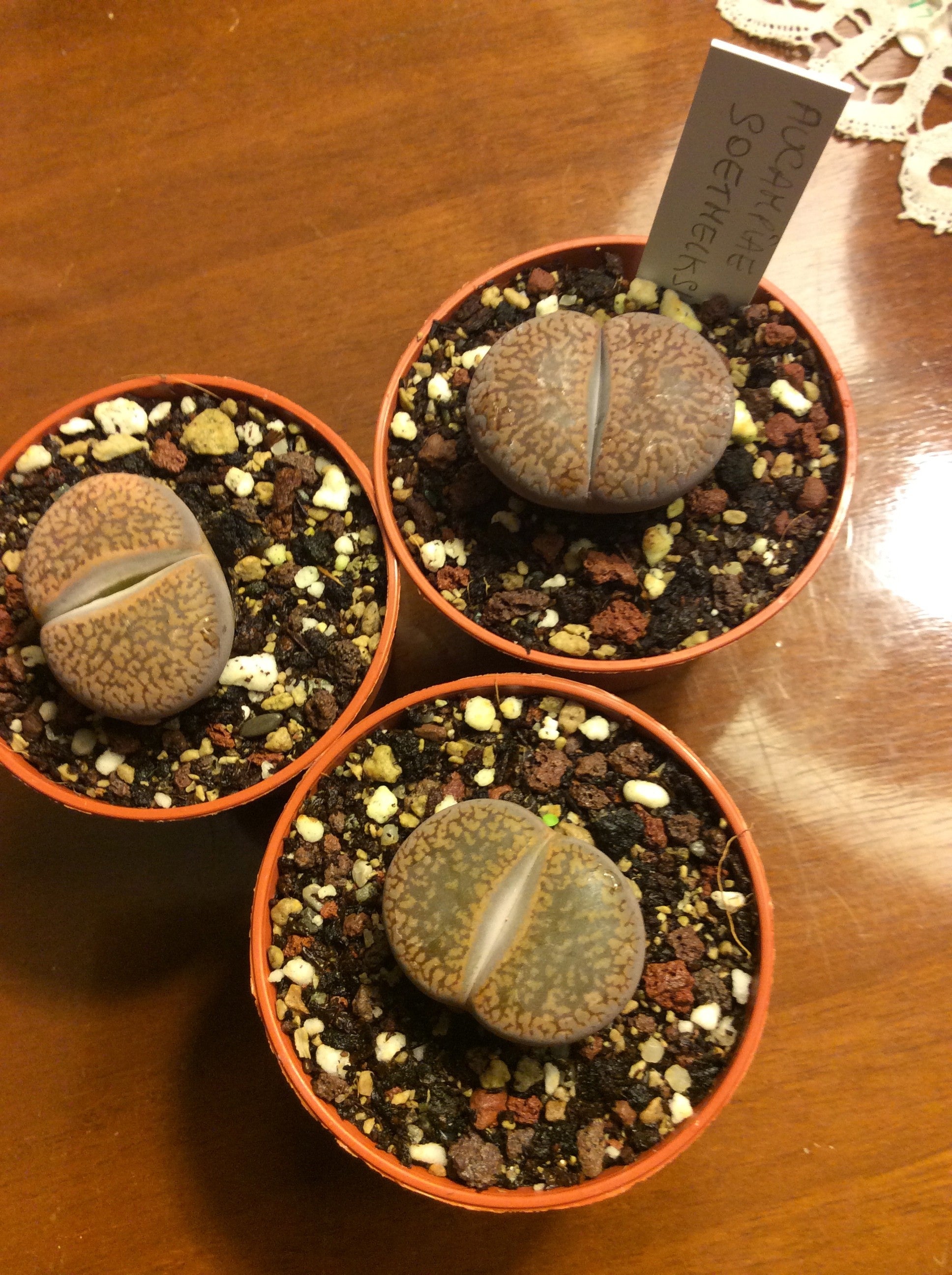 Lithops aucampiae soetmelksulei