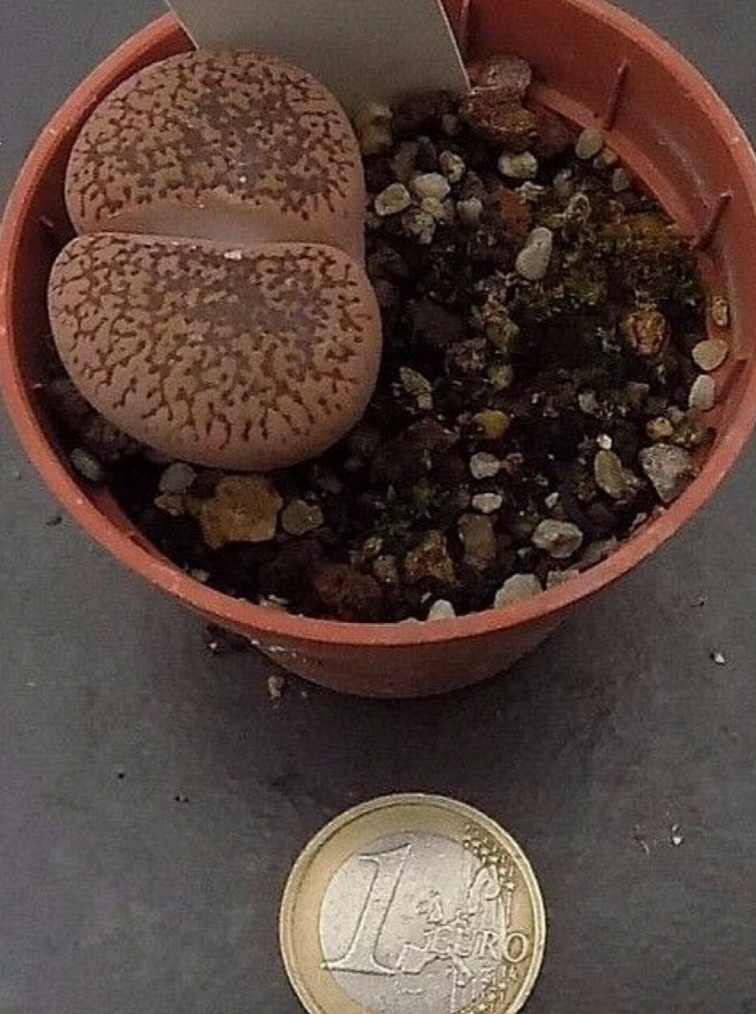 Lithops spp. aucampiae