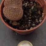 Lithops spp. aucampiae