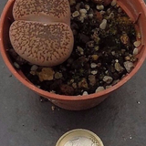 Lithops spp. aucampiae