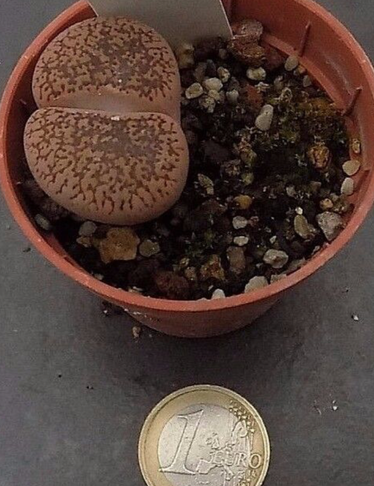 Lithops spp. aucampiae