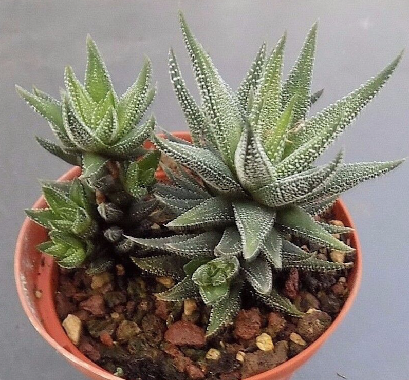 Haworthia radula