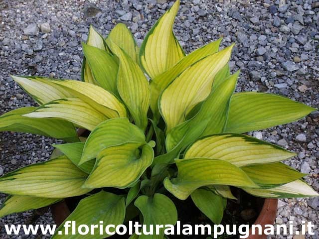 Hosta Inniswood