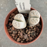 Lithops karasmontana "mickbergensis" c. 168