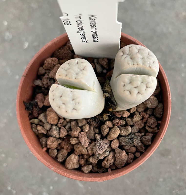 Lithops karasmontana "mickbergensis" c. 168