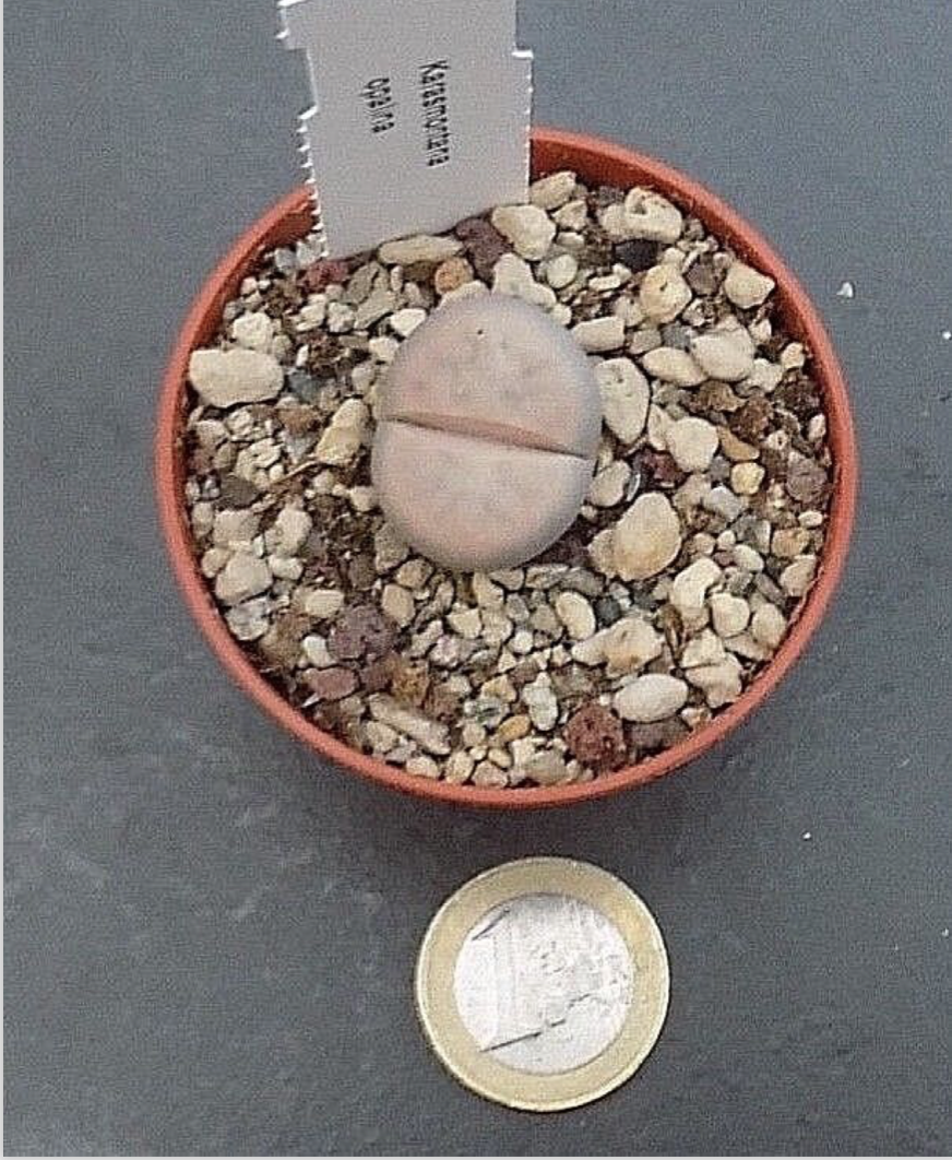 lithops karasmontana opalina