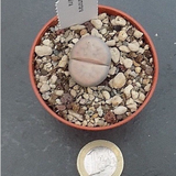 lithops karasmontana opalina