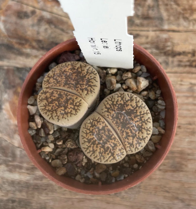 Lithops Leslie hornii c.15