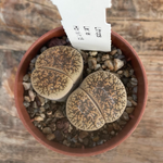 Lithops Leslie hornii c.15