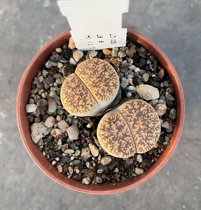 Lithops Leslie hornii c.15