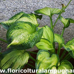Hosta Color old Glory