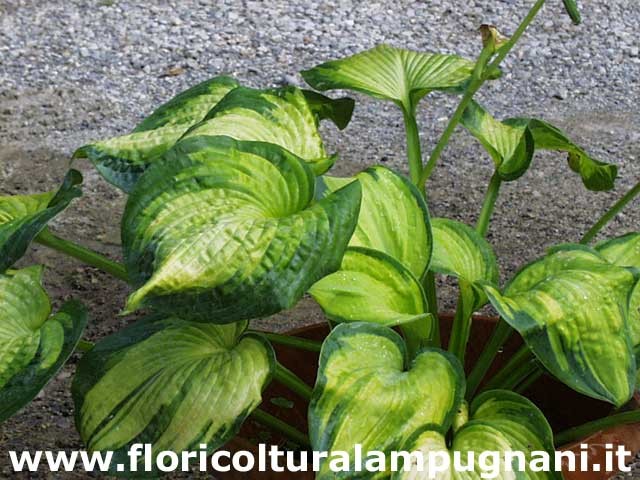 Hosta Color old Glory