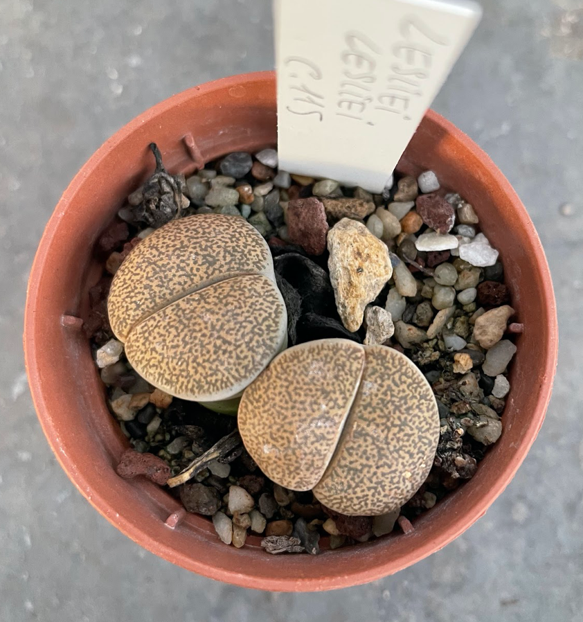 Lithops Leslie c.115