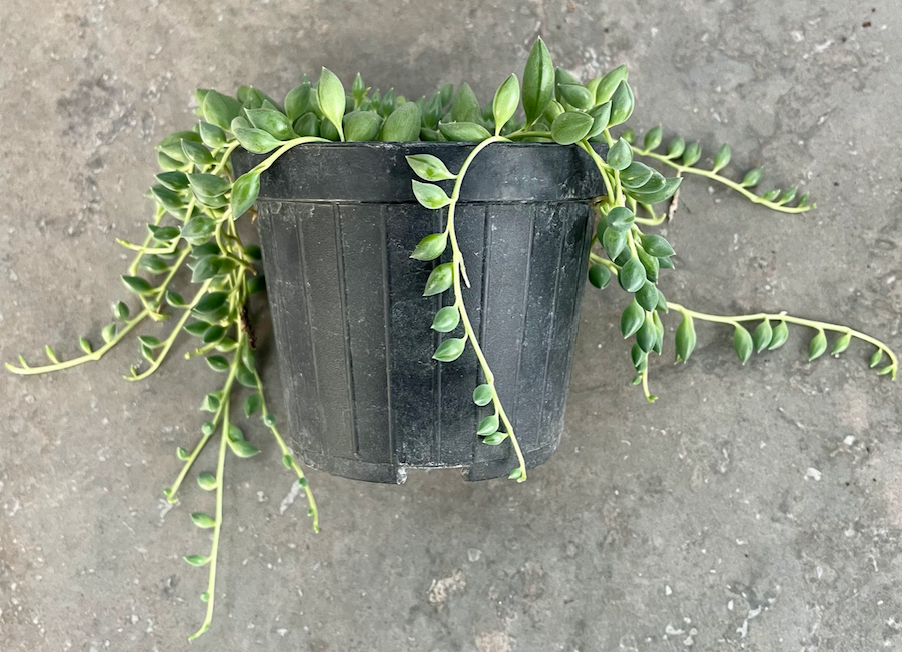 Senecio herreianus