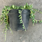 Senecio herreianus