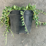 Senecio herreianus