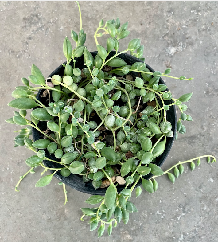 Senecio herreianus