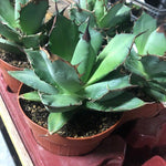 Agave Titanota cm.16/18 foto pianta in vendita