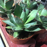 Agave Titanota cm.16/18 foto pianta in vendita