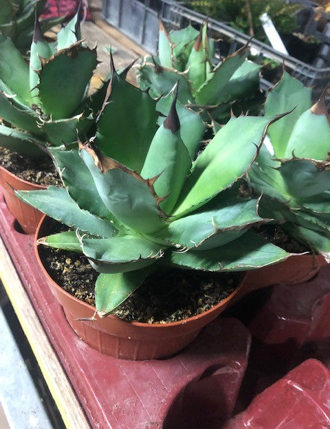 Agave Titanota cm.16/18 foto pianta in vendita