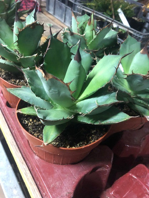 Agave Titanota cm.16/18 foto pianta in vendita