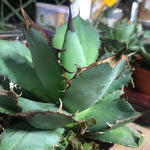 Agave Titanota cm.16/18 foto pianta in vendita