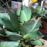 Agave Titanota cm.16/18 foto pianta in vendita