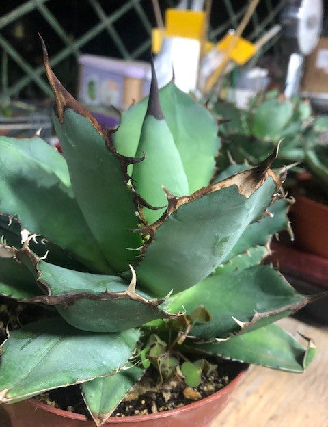 Agave Titanota cm.16/18 foto pianta in vendita
