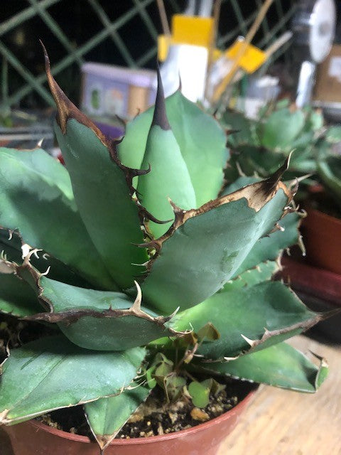 Agave Titanota cm.16/18 foto pianta in vendita