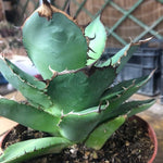 Agave Titanota cm.16/18 foto pianta in vendita
