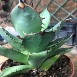 Agave Titanota cm.16/18 foto pianta in vendita