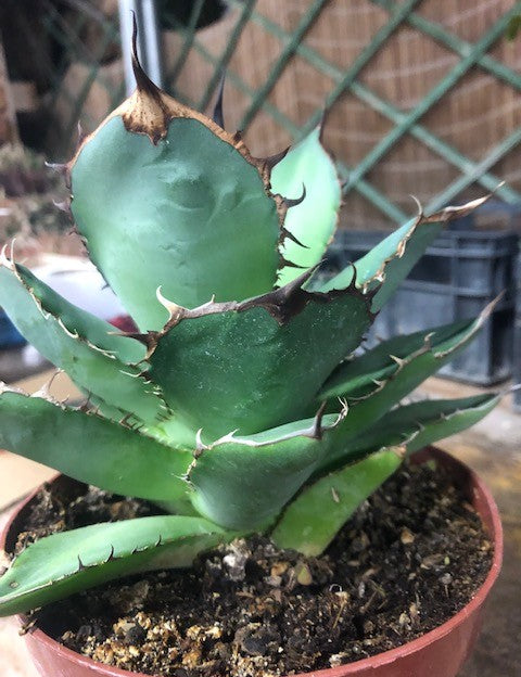 Agave Titanota cm.16/18 foto pianta in vendita