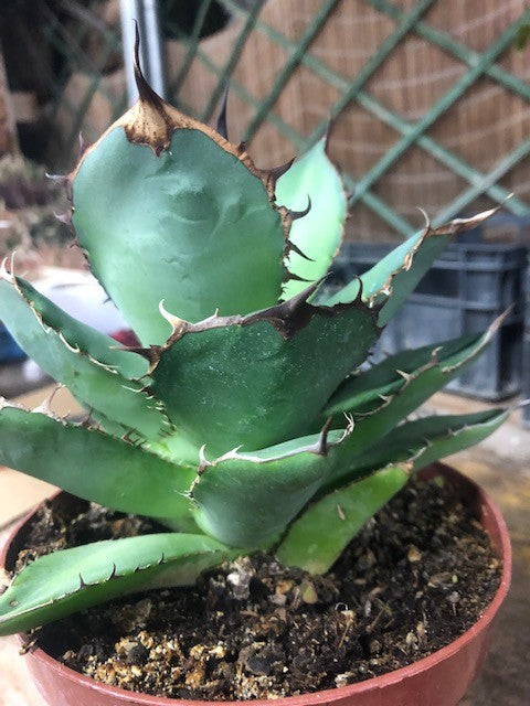 Agave Titanota cm.16/18 foto pianta in vendita