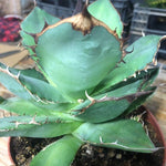 Agave Titanota cm.16/18 foto pianta in vendita