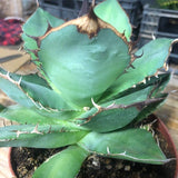 Agave Titanota cm.16/18 foto pianta in vendita