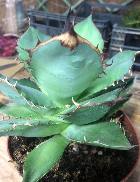 Agave Titanota cm.16/18 foto pianta in vendita