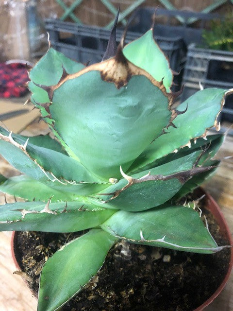 Agave Titanota cm.16/18 foto pianta in vendita