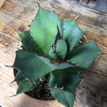 Agave Titanota cm.16/18 foto pianta in vendita