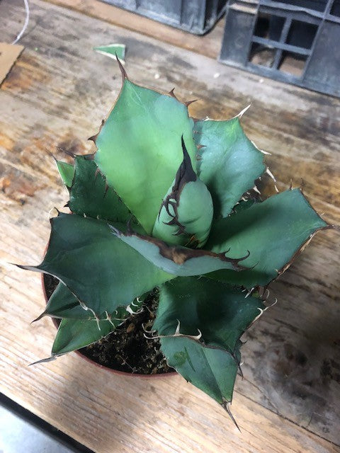 Agave Titanota cm.16/18 foto pianta in vendita