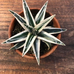 Agave Victoria Reginae White Rhino cm. 18/20 come foto