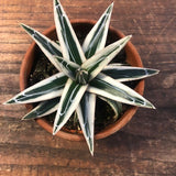 Agave Victoria Reginae White Rhino cm. 18/20 come foto