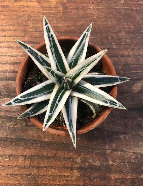 Agave Victoria Reginae White Rhino cm. 18/20 come foto