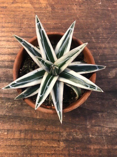 Agave Victoria Reginae White Rhino cm. 18/20 come foto