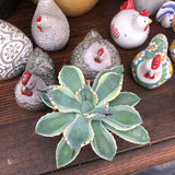 Agave potatorum cv. Kichijokan variegata